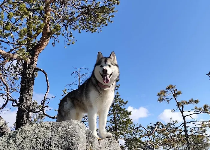 Heart Of Narkaus Prázdninový dům Rovaniemi