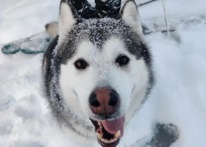 Prázdninový dům Heart Of Narkaus Rovaniemi